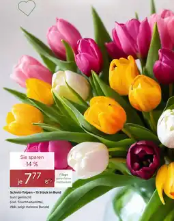 Pflanzen Kölle Schnitt-tulpen Angebot