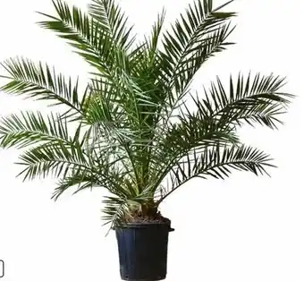 Aldi Nord Phoenix-Palme Angebot