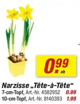toom Baumarkt Narzisse „Tête-à-tête" Angebot