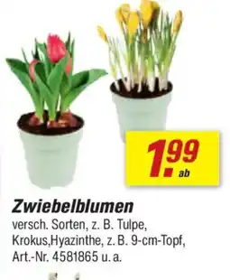 toom Baumarkt Zwiebelblumen Angebot