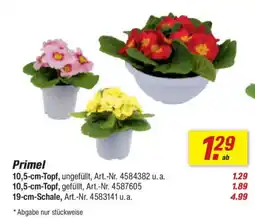toom Baumarkt Primel Angebot
