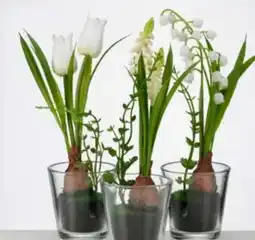 Handelshof Kunst Frühjahrsblüher Angebot