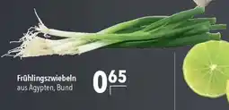 CITTI Markt Frühlingszwiebeln Angebot