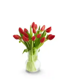 Kaufland Tulpenstrauß XL Angebot