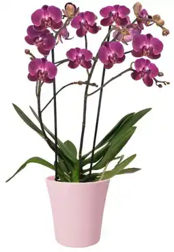 Kaufland Orchidee Angebot