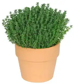 Kaufland Kräuter in Terrakotta Angebot