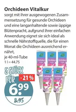 V Markt Orchideen vitalkur Angebot