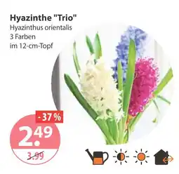 V Markt Hyazinthe 'trio' Angebot