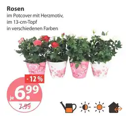 V Markt Rosen Angebot