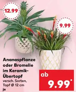 Kaufland Ananaspflanze oder Bromelie im Keramik Übertopf Angebot