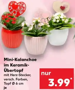 Kaufland Mini-Kalanchoe im Keramik Übertopf Angebot
