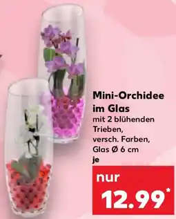 Kaufland Mini-Orchidee im Glas Angebot
