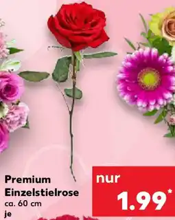 Kaufland Premium Einzelstielrose Angebot