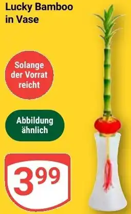 Globus Lucky Bamboo in Vase Angebot