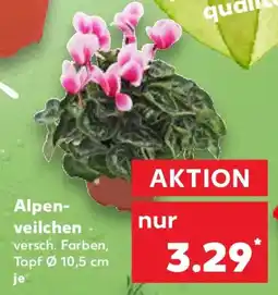 Kaufland Alpenveilchen Angebot