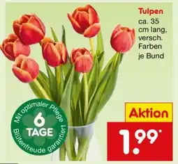 Netto Marken-Discount Tulpen Angebot