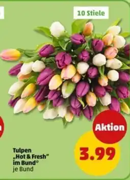 PENNY Tulpen "Hot & Fresh" im Bund Angebot