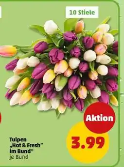PENNY Tulpen Hot & Fresh im Bund Angebot