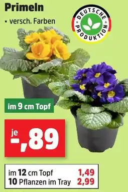 Thomas Philipps Primeln Angebot