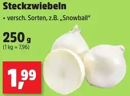 Thomas Philipps Steckzwiebeln Angebot