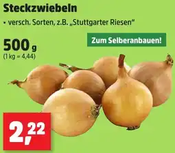 Thomas Philipps Steckzwiebeln Angebot