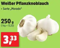 Thomas Philipps Weißer Pflanzknoblauch Angebot