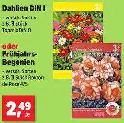 Thomas Philipps Dahlien DIN I oder Frühjahrs Begonien Angebot