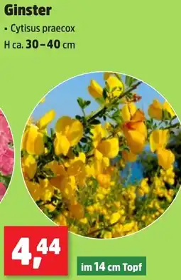 Thomas Philipps Ginster Angebot