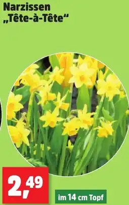 Thomas Philipps Narzissen „Tête-à-tête" Angebot