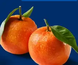 Lidl Mandarinen Angebot