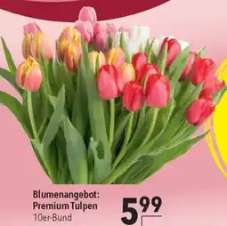CITTI Markt Blumenangebot: Premium Tulpen Angebot