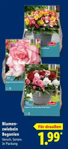 Lidl Blumenzwiebeln Begonien Angebot