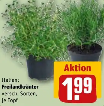 REWE Freilandkräuter Angebot