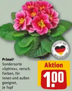 REWE Primel Angebot