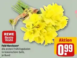REWE REWE Beste Wahl Feld-Narzissen Angebot