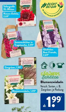 Aldi Süd Blumenzwiebeln Angebot