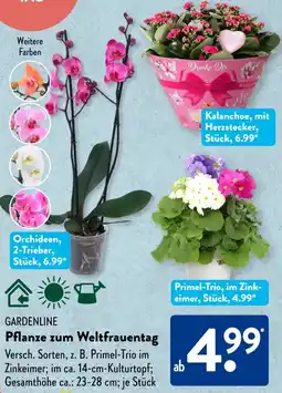 Aldi Süd GARDENLINE Pflanze zum Weltfrauentag Angebot