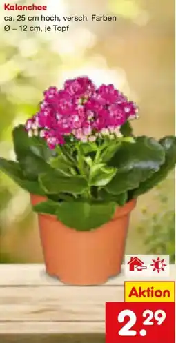 Netto Marken-Discount Kalanchoe Angebot