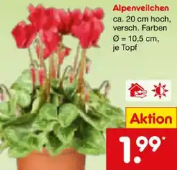 Netto Marken-Discount Alpenveilchen Angebot