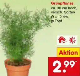 Netto Marken-Discount Grünpflanze Angebot