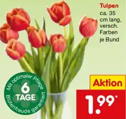 Netto Marken-Discount Tulpen Angebot