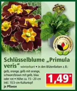 Norma Schlüsselblume „Primula veris“ Angebot