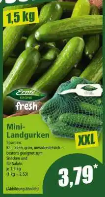 Norma Mini-Landgurken Angebot
