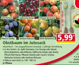 Norma Obstbaum im Jutesack Angebot