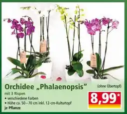 Norma Orchidee „Phalaenopsis“ Angebot
