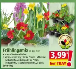 Norma Frühlingsmix im 6er Tray Angebot