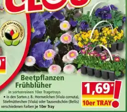 Norma Beetpflanzen Frühblüher Angebot