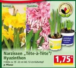 Norma Narzissen „Tête-à-Tête“/ Hyazinthen Angebot