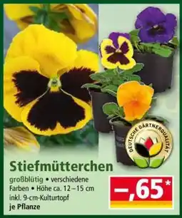 Norma Stiefmütterchen Angebot