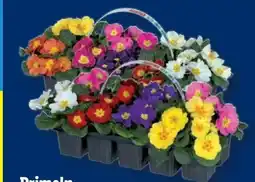 Lidl Primeln Angebot